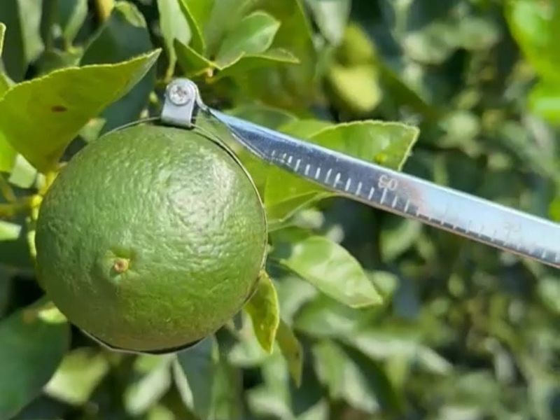 Calidad Solgreen Fruits